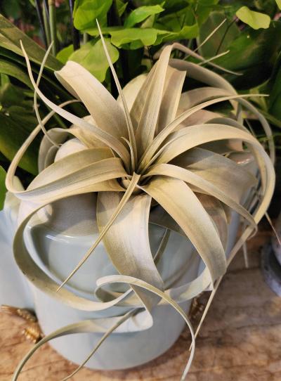 An image of Tillandsia Xerographica 1.4