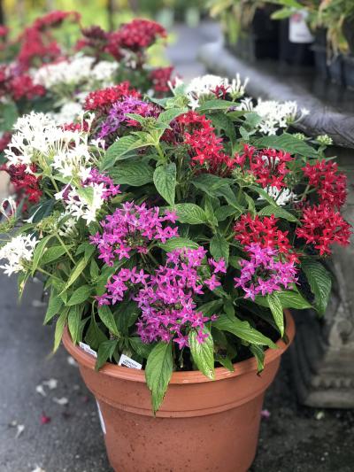 An image of Dwarf Penta Graffiti UltraViolet 1 Gallon